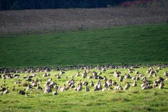 Killikus&reg; Fotographie